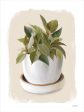 FEN694 - House Plant III - 12x16 on Sale